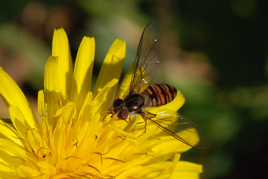 Episyrphus balteatus